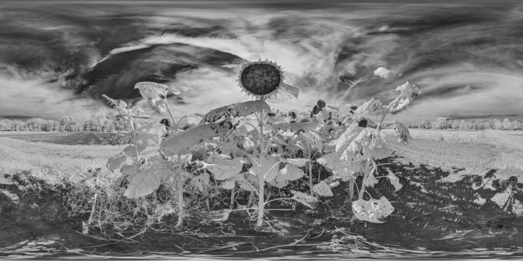 Sunflowers Infrared Small scaled